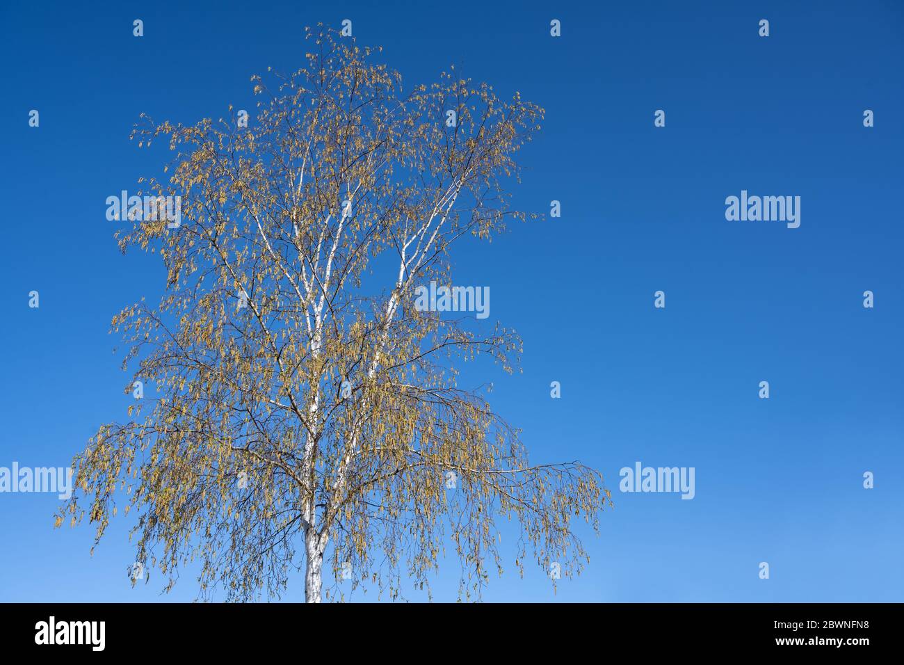 Bouleau avec des chatons et de très jeunes feuilles au printemps contre un ciel bleu clair, belle nature mais ennuyeux pour les personnes allergiques, espace de copie Banque D'Images