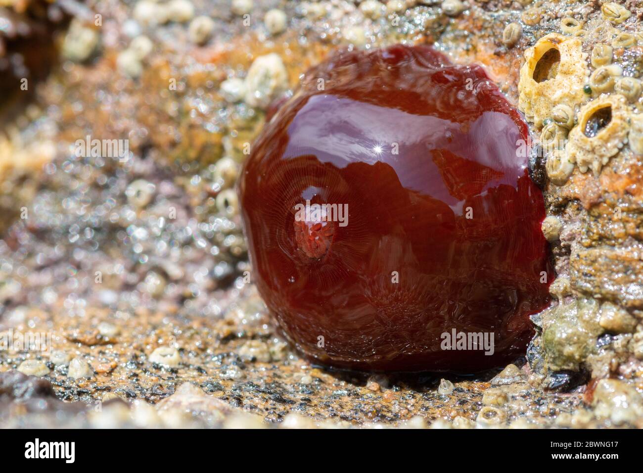 L'anemone de Beadlet (Actinia equina) est attachée à la roche lorsque la marée est basse Banque D'Images