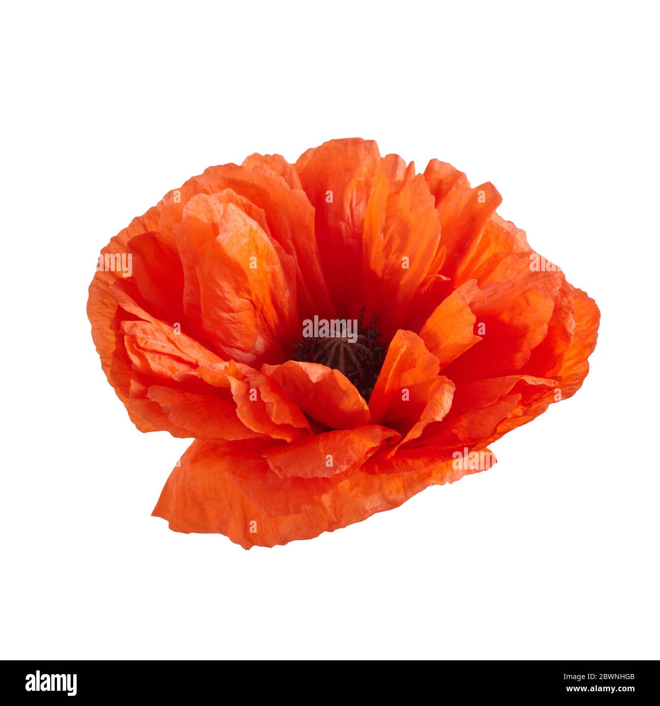 Coquelicot isolé sur fond blanc. Fleur sauvage de printemps. Banque D'Images