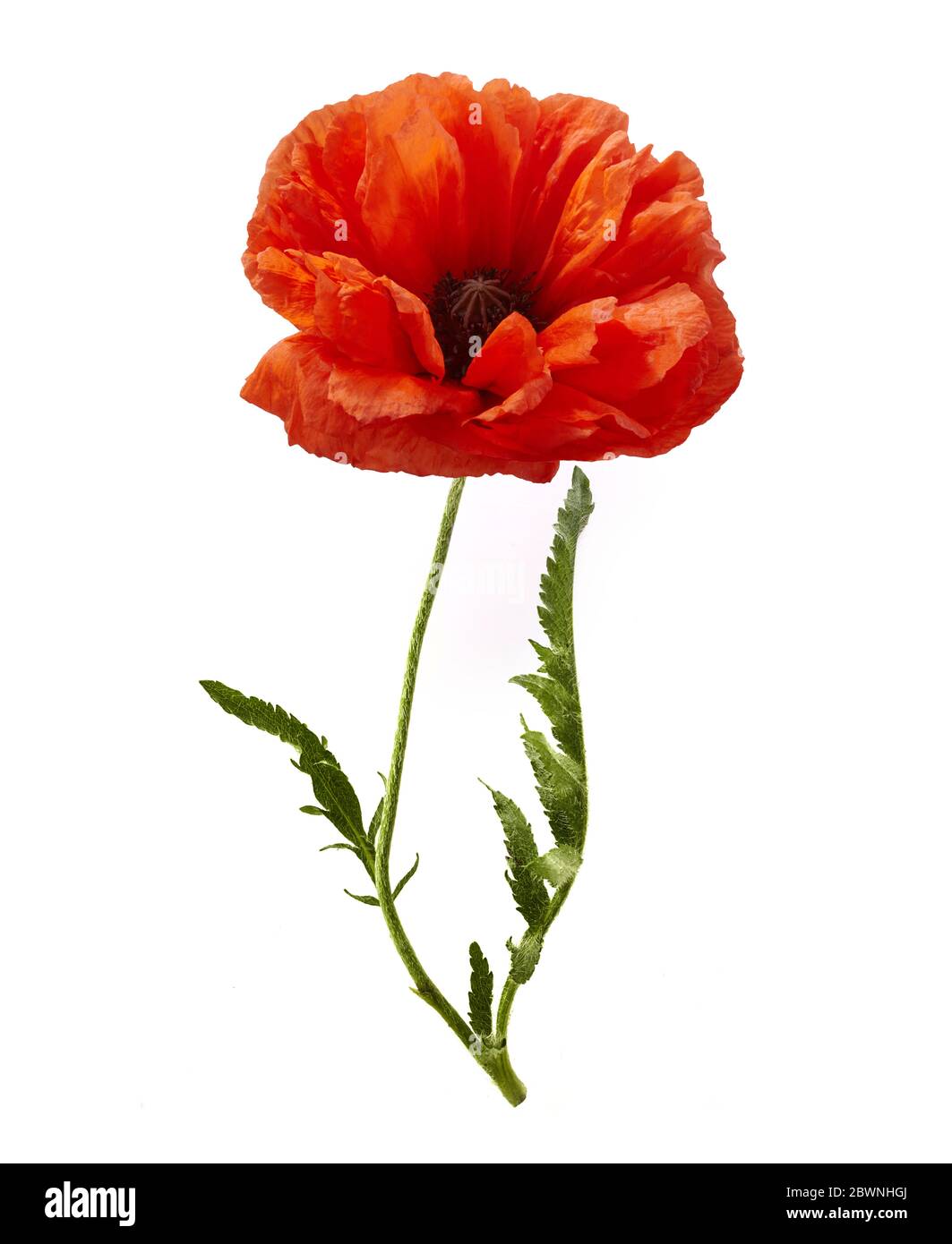 Coquelicot isolé sur fond blanc. Fleur sauvage de printemps. Banque D'Images