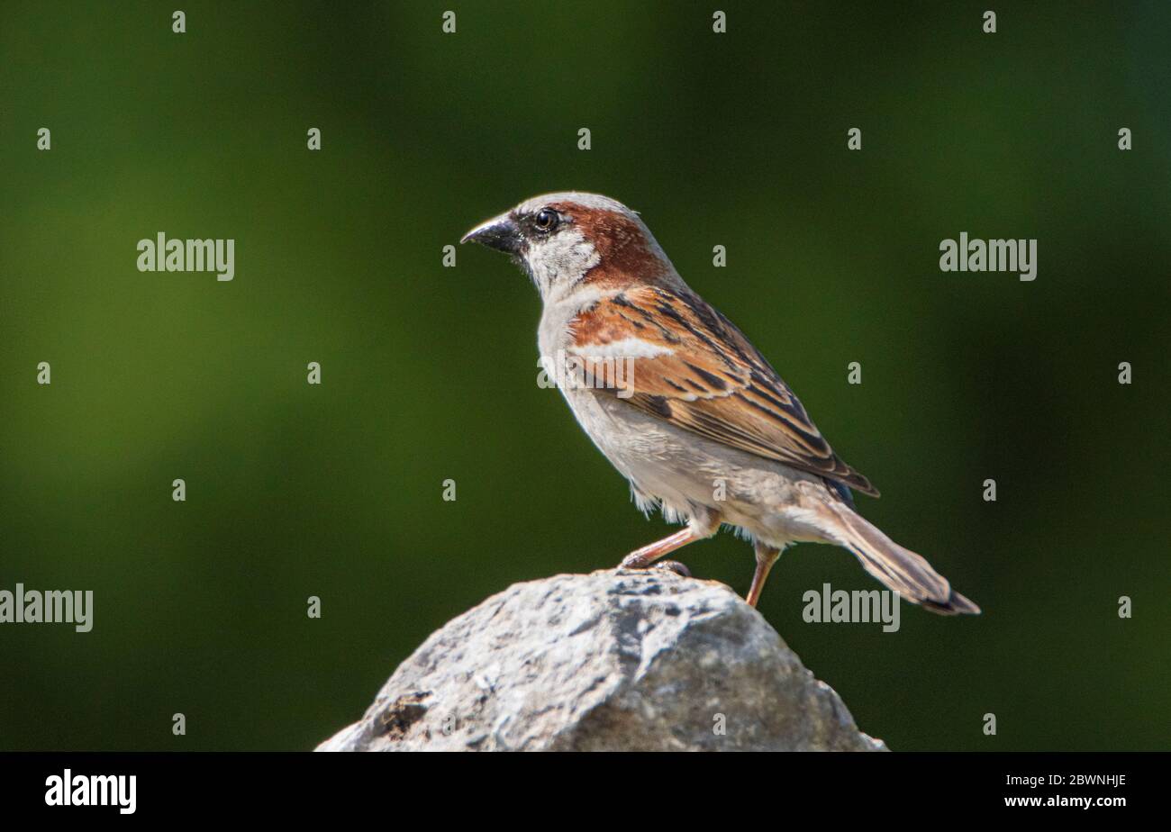 Maison Sparrow, Passer domesticus, perchée sur une branche dans un jardin britannique, printemps été 2020 Banque D'Images