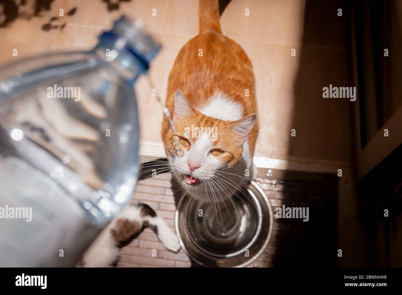 Chat Blanc Et Brun Avec Des Yeux Jaunes A Cote D Une Fontaine Boit L Eau Qui Tombe D Une Bouteille Au Dessus Photo Stock Alamy
