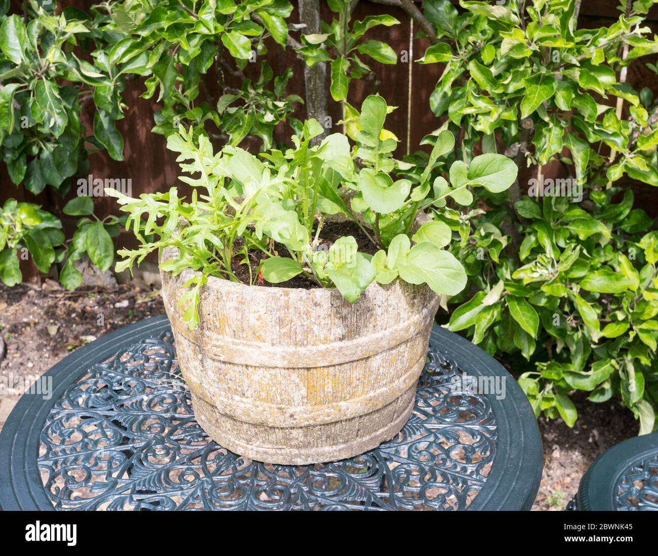 Salade de la roquette culture dans un récipient Banque D'Images