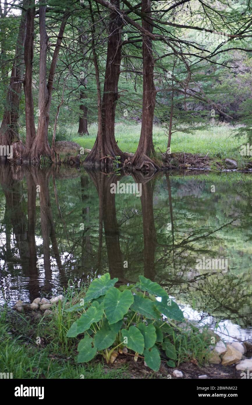 Soirée au bord de la rivière Frio, Leakey, Texas Banque D'Images