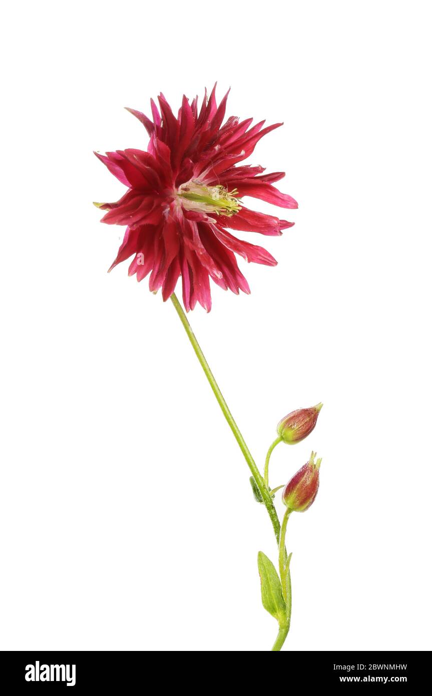 Aquilegia vulgaris fleur, feuille et bourgeons isolés contre blanc Banque D'Images