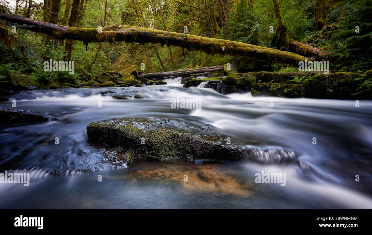 Photographie en exposition longue de la crique juste en dessous des chutes Alsea, Oregon. Banque D'Images