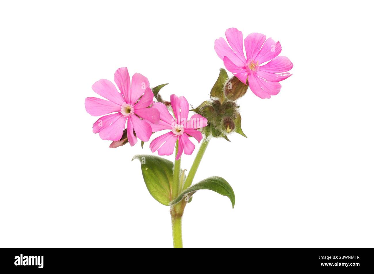 Rouge campion, Silene dioica, fleurs isolées contre blanc Banque D'Images