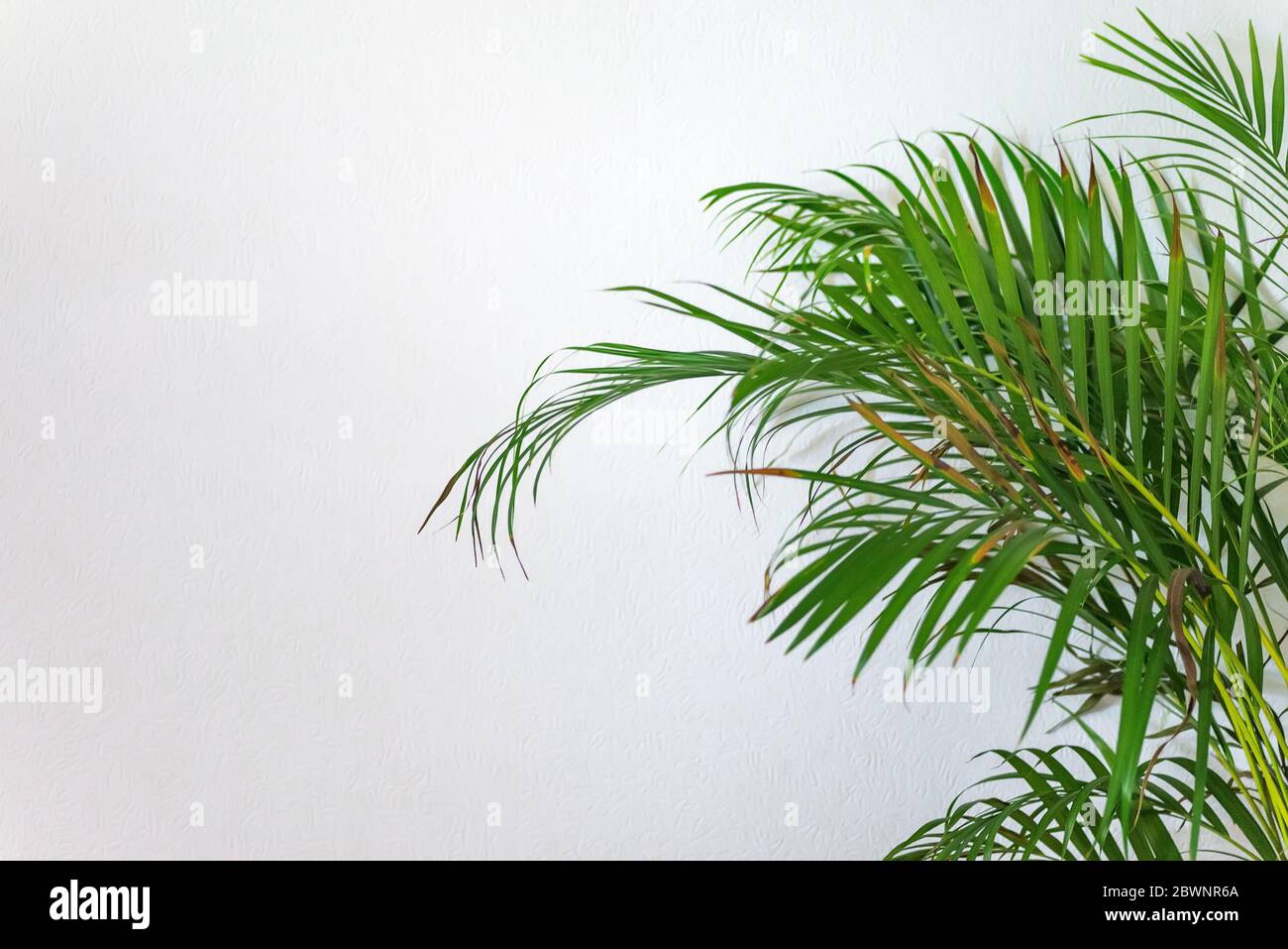 Areca Palm, Chrysalidocarpus lutescens dans une salle blanche pâle avec espace de copie Banque D'Images