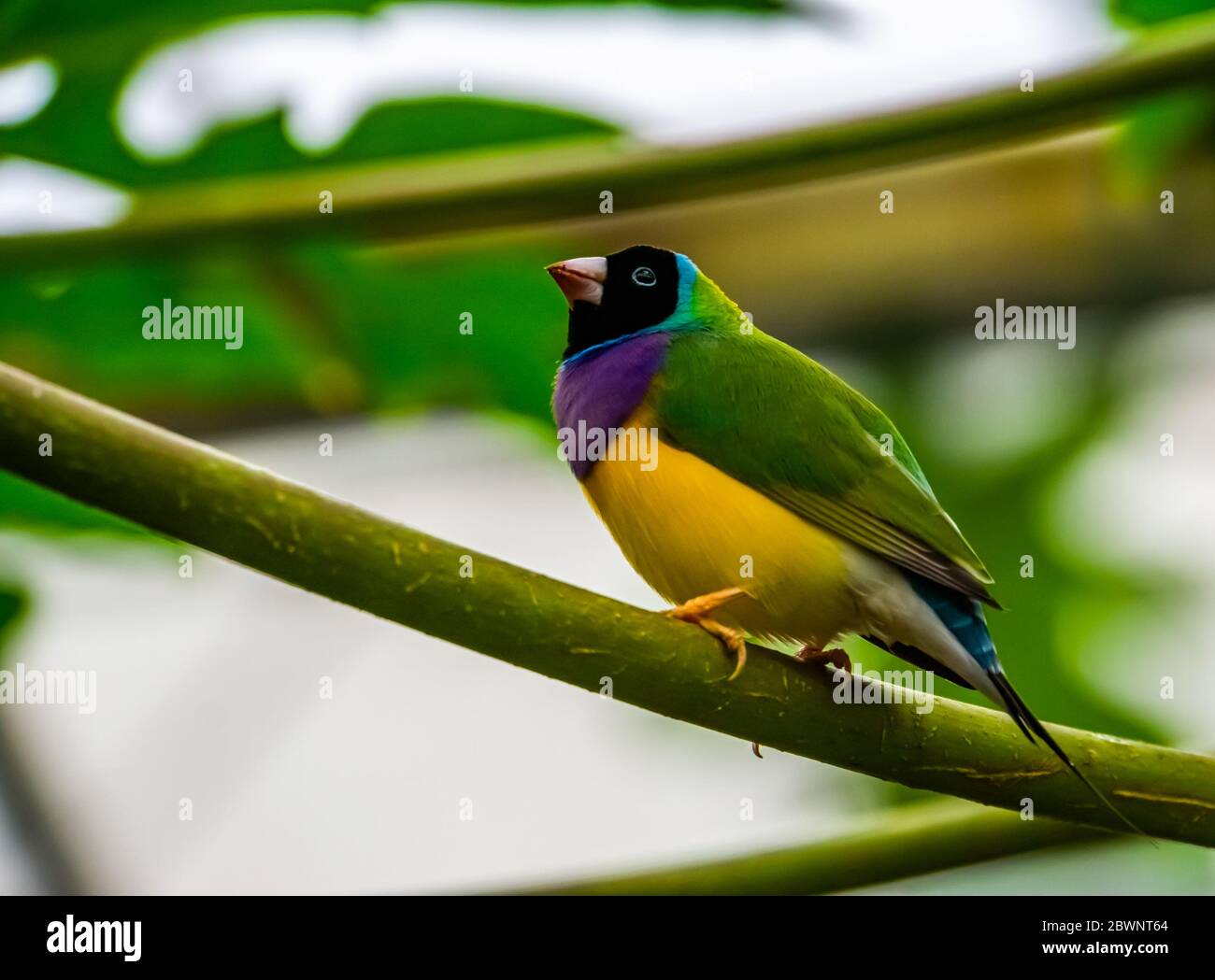 Portrait d'un finch gouldien à tête noire, espèce d'oiseau tropical coloré originaire d'Australie Banque D'Images