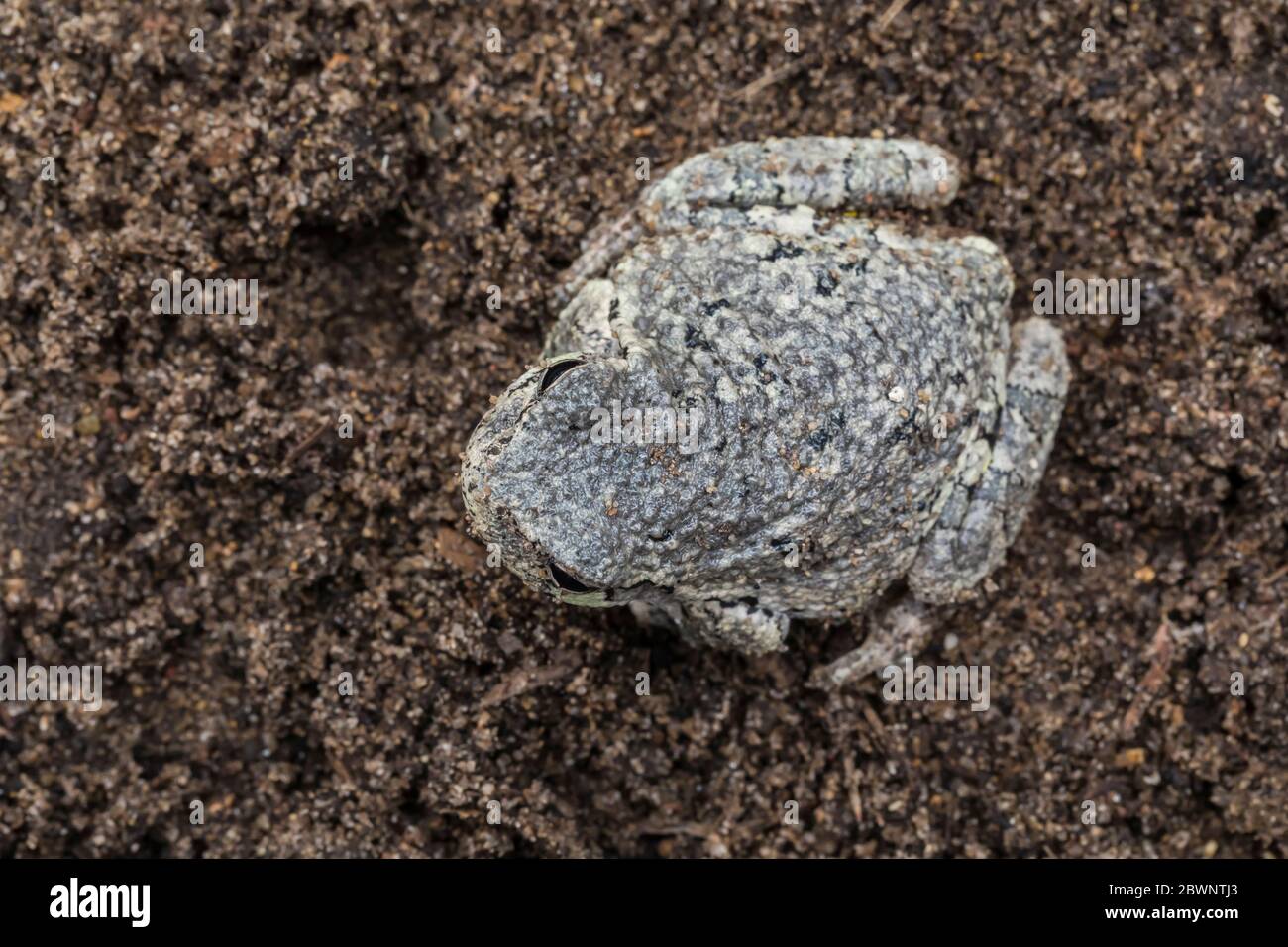 Treefrog gris mâle, Dryophytes versicolor, changeant progressivement de couleur à plus sombre comme il se trouve sur le sol sombre dans le centre du Michigan, États-Unis Banque D'Images