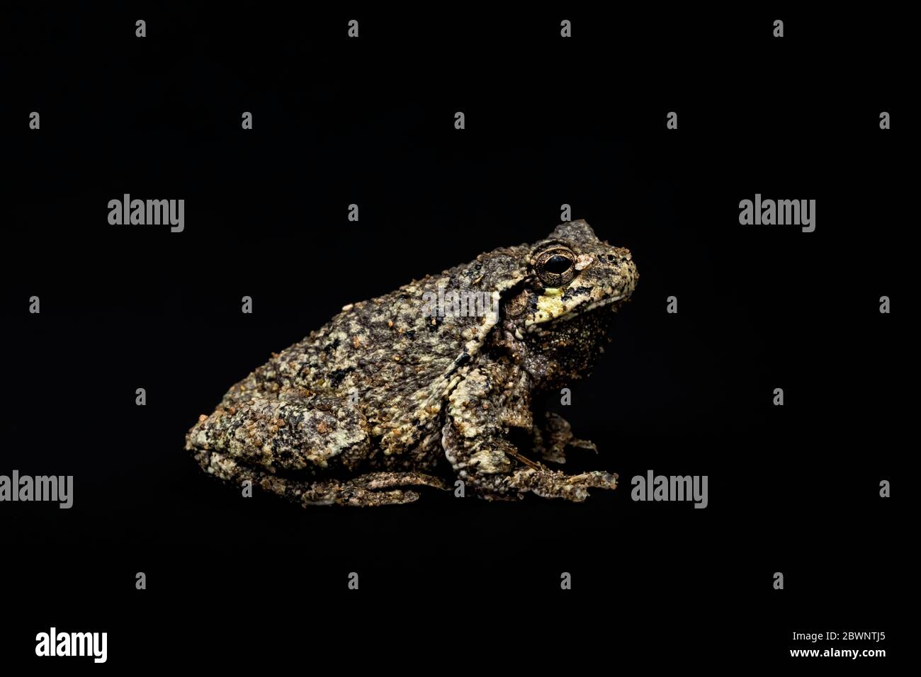 Treefrog gris mâle, Dryophytes versicolor, sur un fond sombre studio dans le centre du Michigan, aux États-Unis Banque D'Images