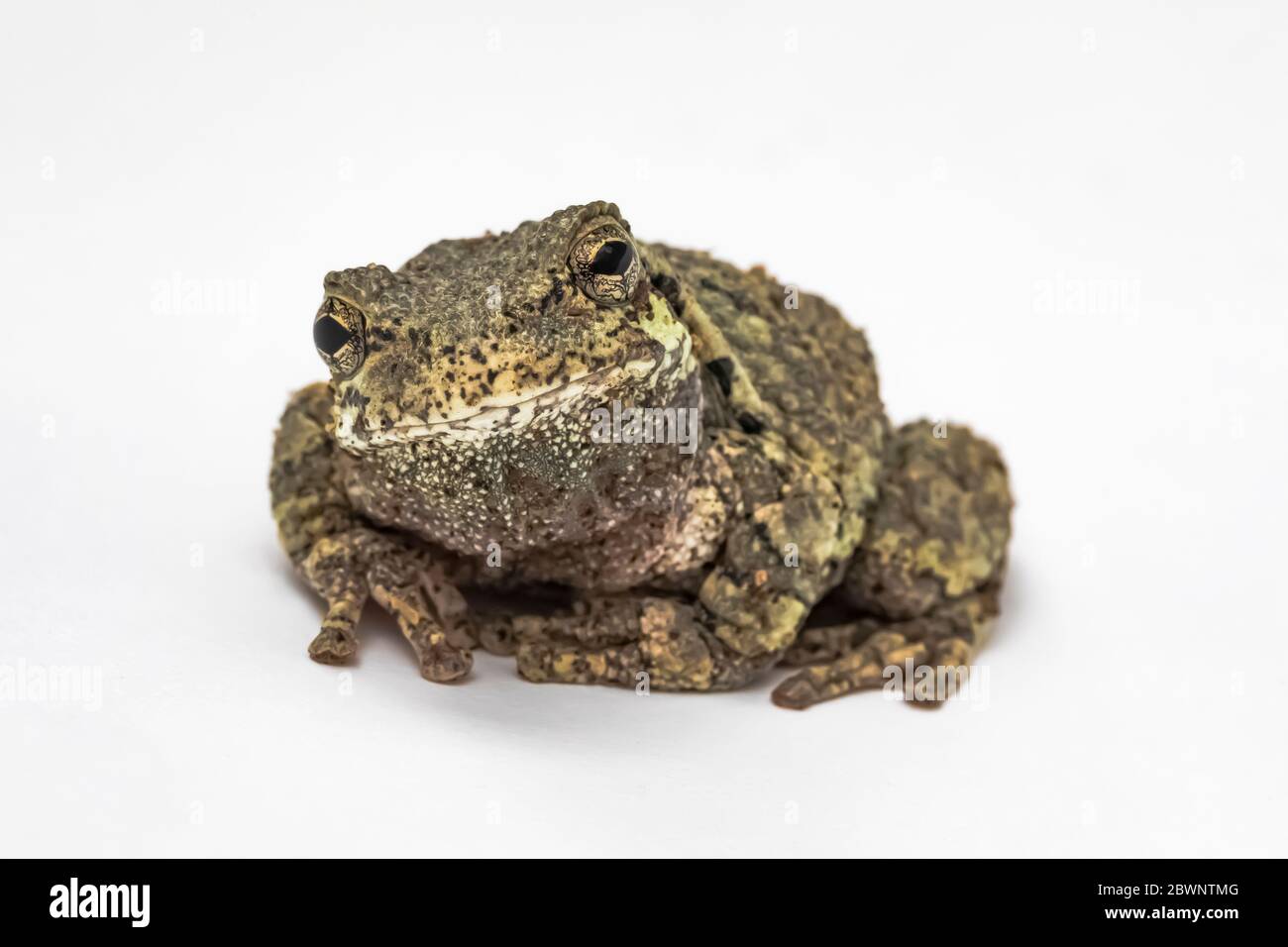 Treefrog gris mâle, Dryophytes versicolor, sur fond blanc studio dans le centre du Michigan, aux États-Unis Banque D'Images