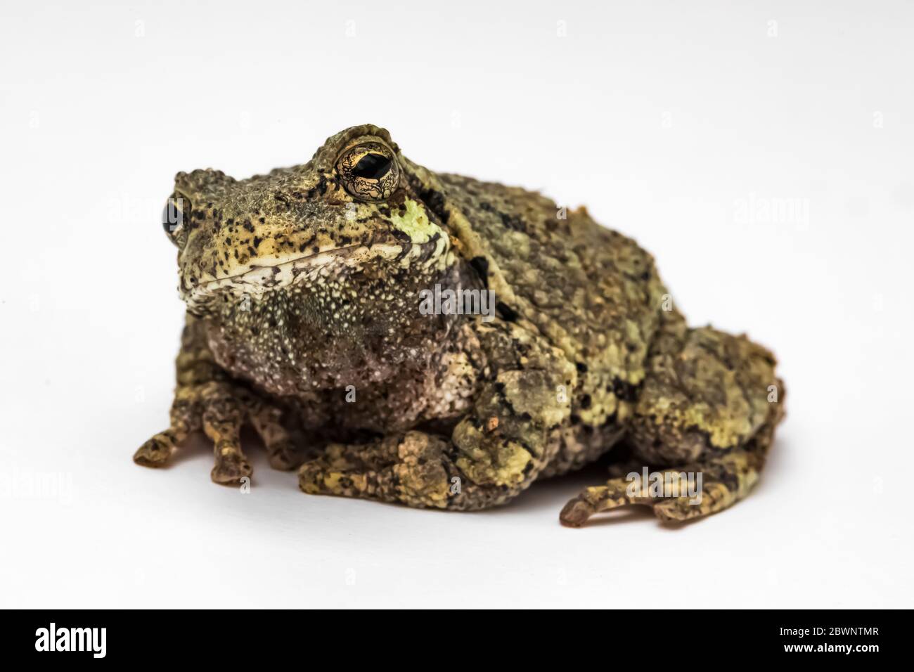 Treefrog gris mâle, Dryophytes versicolor, sur fond blanc studio dans le centre du Michigan, aux États-Unis Banque D'Images