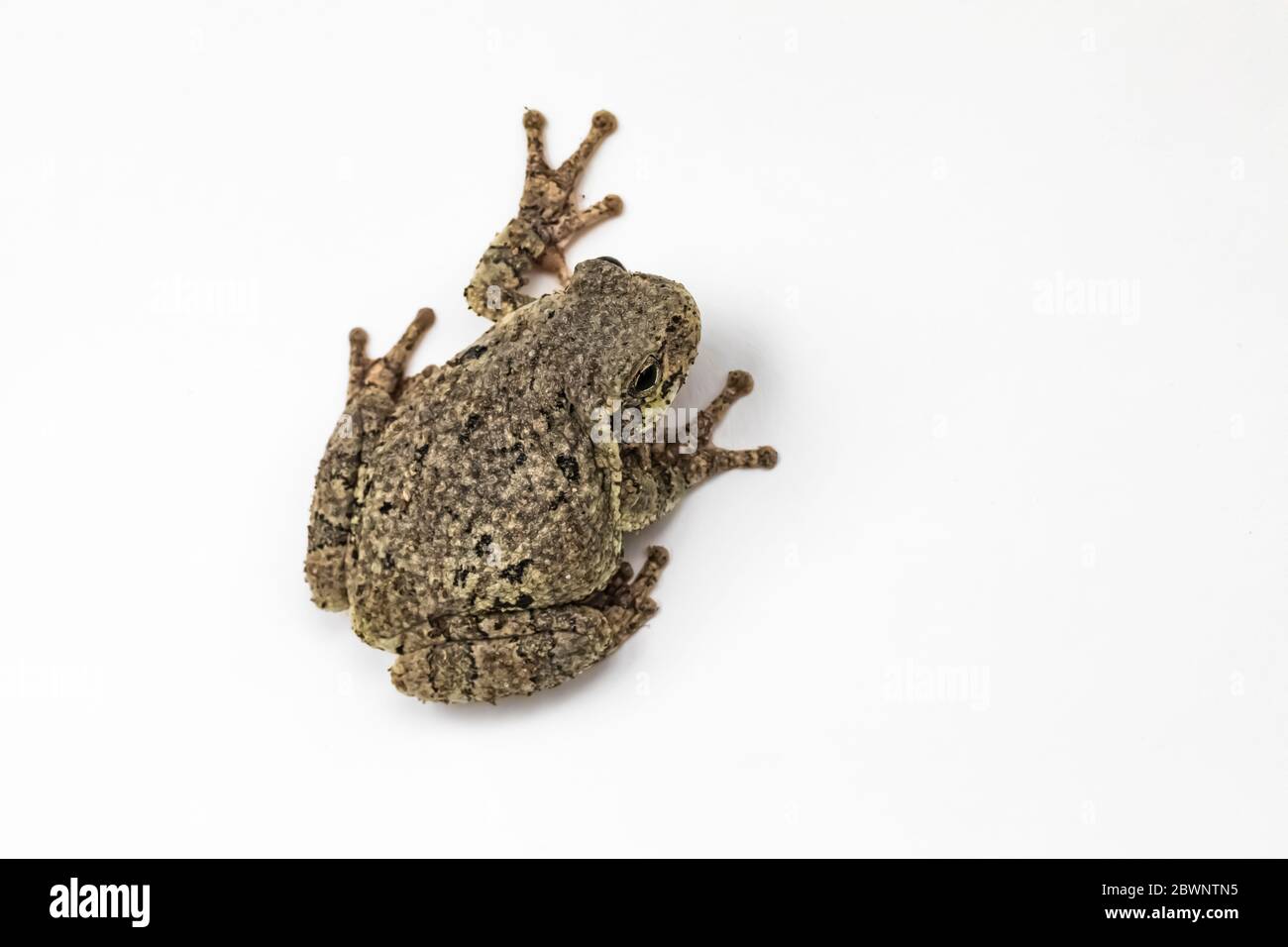 Treefrog gris mâle, Dryophytes versicolor, sur fond blanc studio dans le centre du Michigan, aux États-Unis Banque D'Images