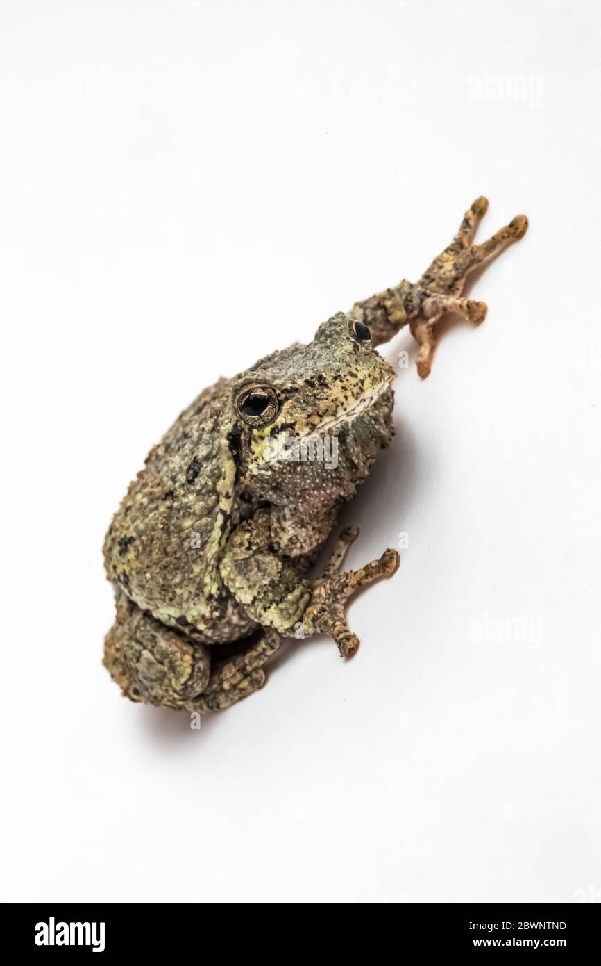Treefrog gris mâle, Dryophytes versicolor, sur fond blanc studio dans le centre du Michigan, aux États-Unis Banque D'Images