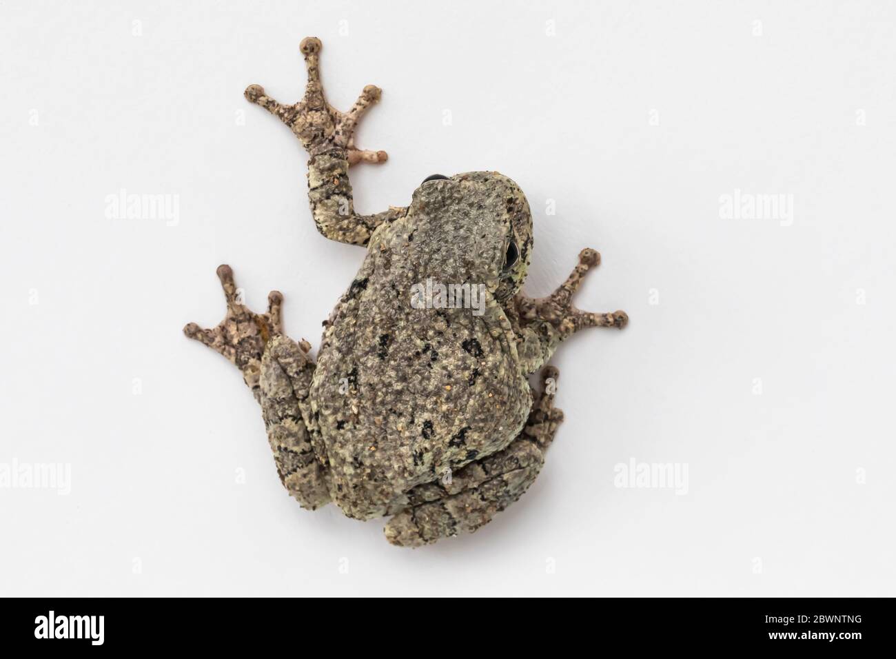 Treefrog gris mâle, Dryophytes versicolor, sur fond blanc studio dans le centre du Michigan, aux États-Unis Banque D'Images