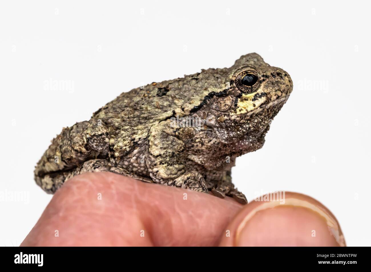 Treefrog gris mâle, Dryophytes versicolor,je me reposant sur le doigt du photographe pour montrer la petite taille, dans le centre du Michigan, aux États-Unis Banque D'Images