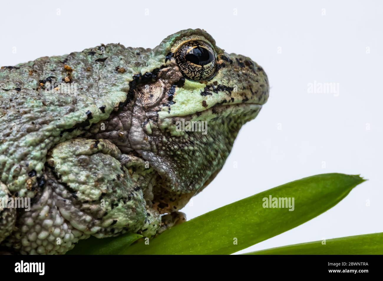 Treefrog gris mâle, Dryophytes versicolor, changeant de couleur lorsqu'il est placé sur une plante verte dans le centre du Michigan, États-Unis Banque D'Images