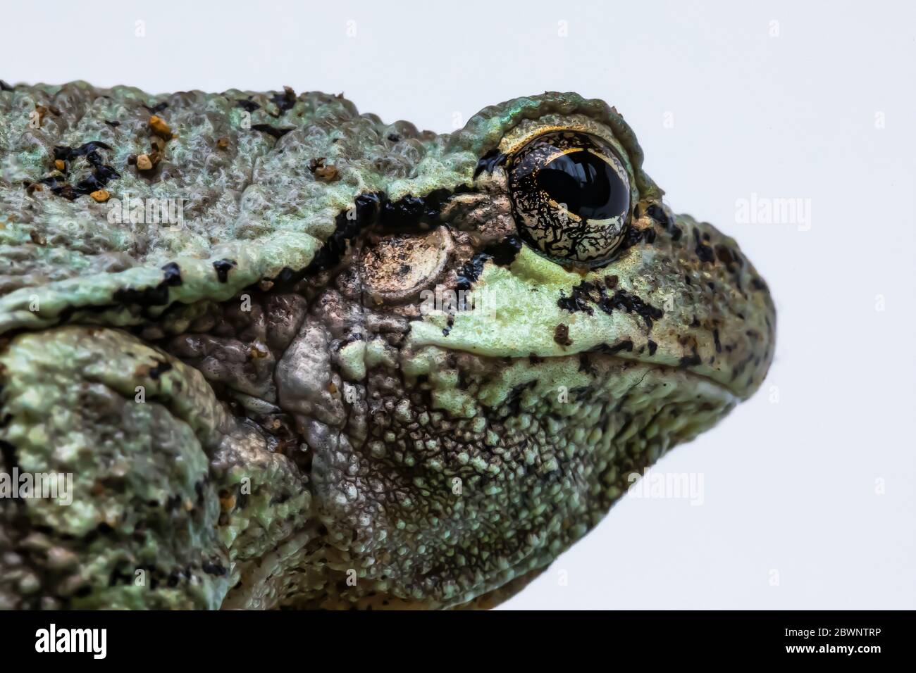 Treefrog gris mâle, Dryophytes versicolor, changeant de couleur lorsqu'il est placé sur une plante verte dans le centre du Michigan, États-Unis Banque D'Images