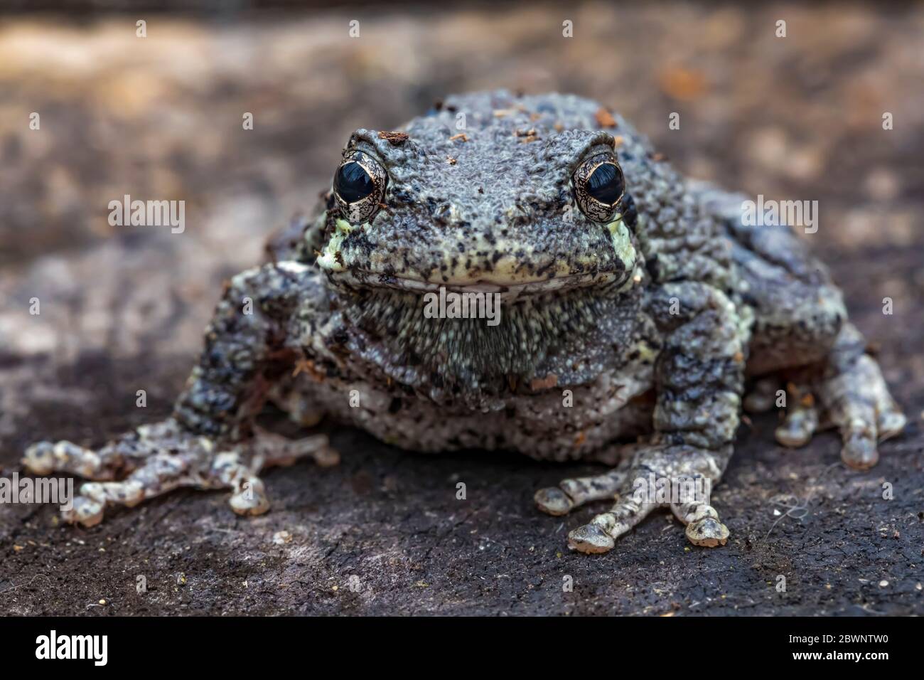 La grenouille grise mâle, Dryophytes versicolor, dans son habitat naturel forestier dans le centre du Michigan, aux États-Unis Banque D'Images