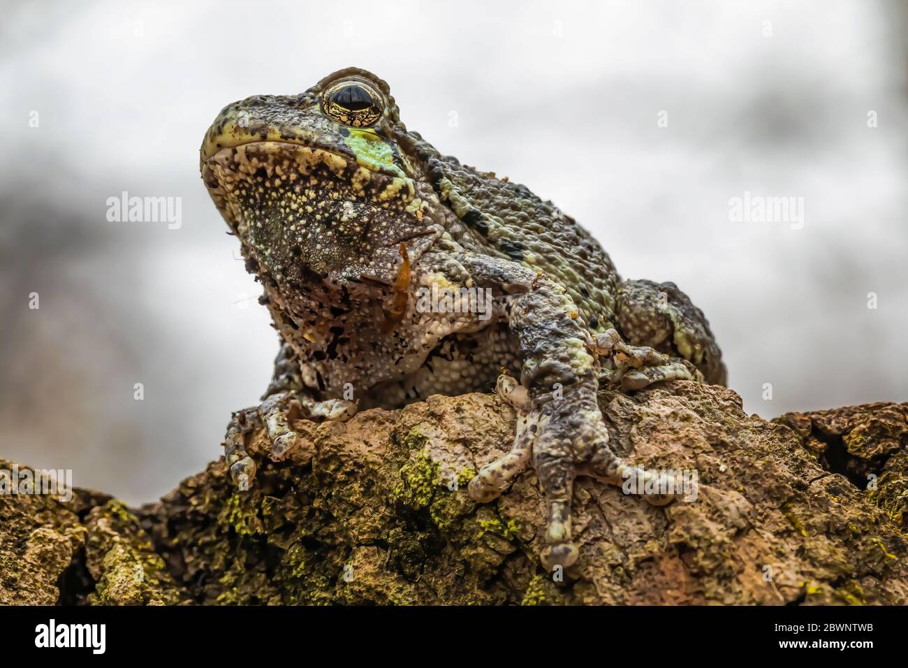 La grenouille grise mâle, Dryophytes versicolor, dans son habitat naturel forestier dans le centre du Michigan, aux États-Unis Banque D'Images