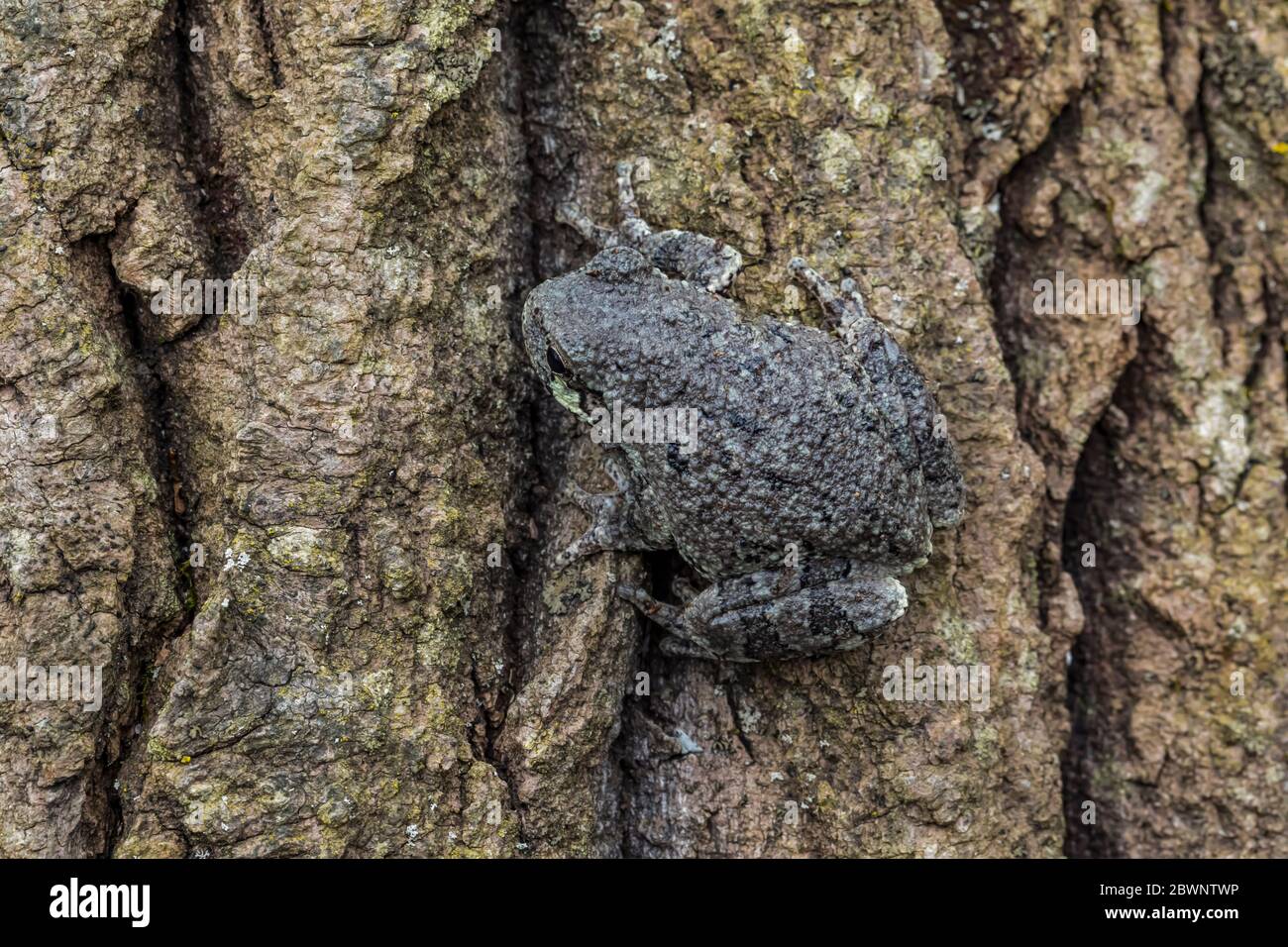 La grenouille grise mâle, Dryophytes versicolor, dans son habitat naturel forestier dans le centre du Michigan, aux États-Unis Banque D'Images