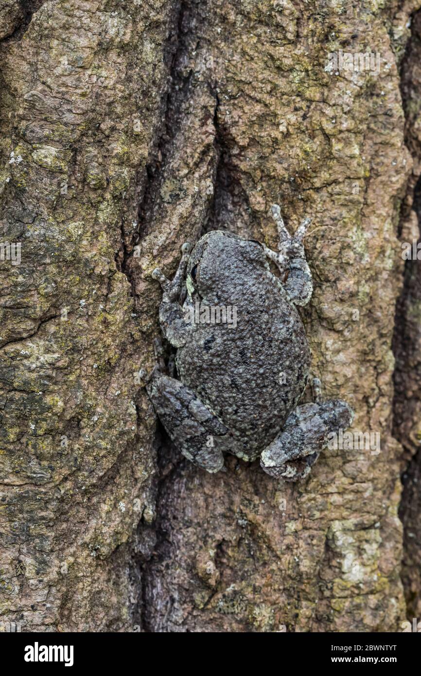 La grenouille grise mâle, Dryophytes versicolor, dans son habitat naturel forestier dans le centre du Michigan, aux États-Unis Banque D'Images