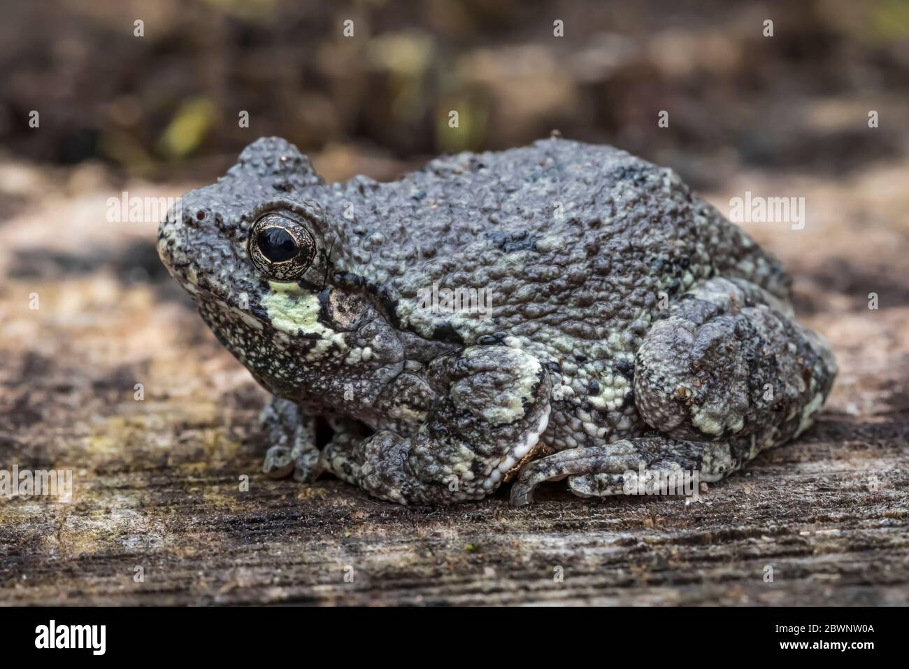 La grenouille grise mâle, Dryophytes versicolor, dans son habitat naturel forestier dans le centre du Michigan, aux États-Unis Banque D'Images