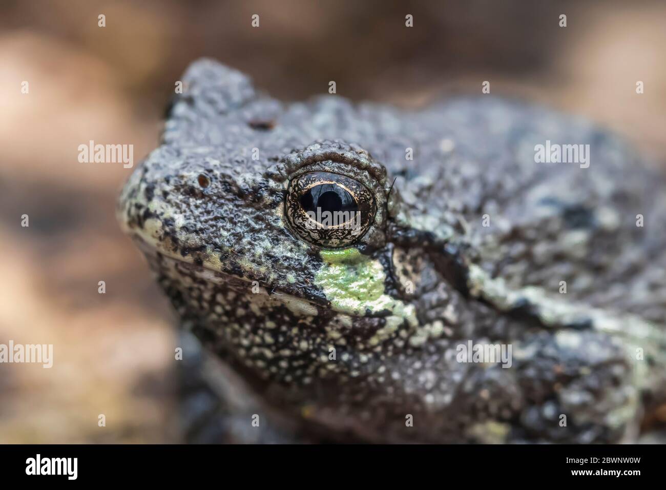 La grenouille grise mâle, Dryophytes versicolor, dans son habitat naturel forestier dans le centre du Michigan, aux États-Unis Banque D'Images