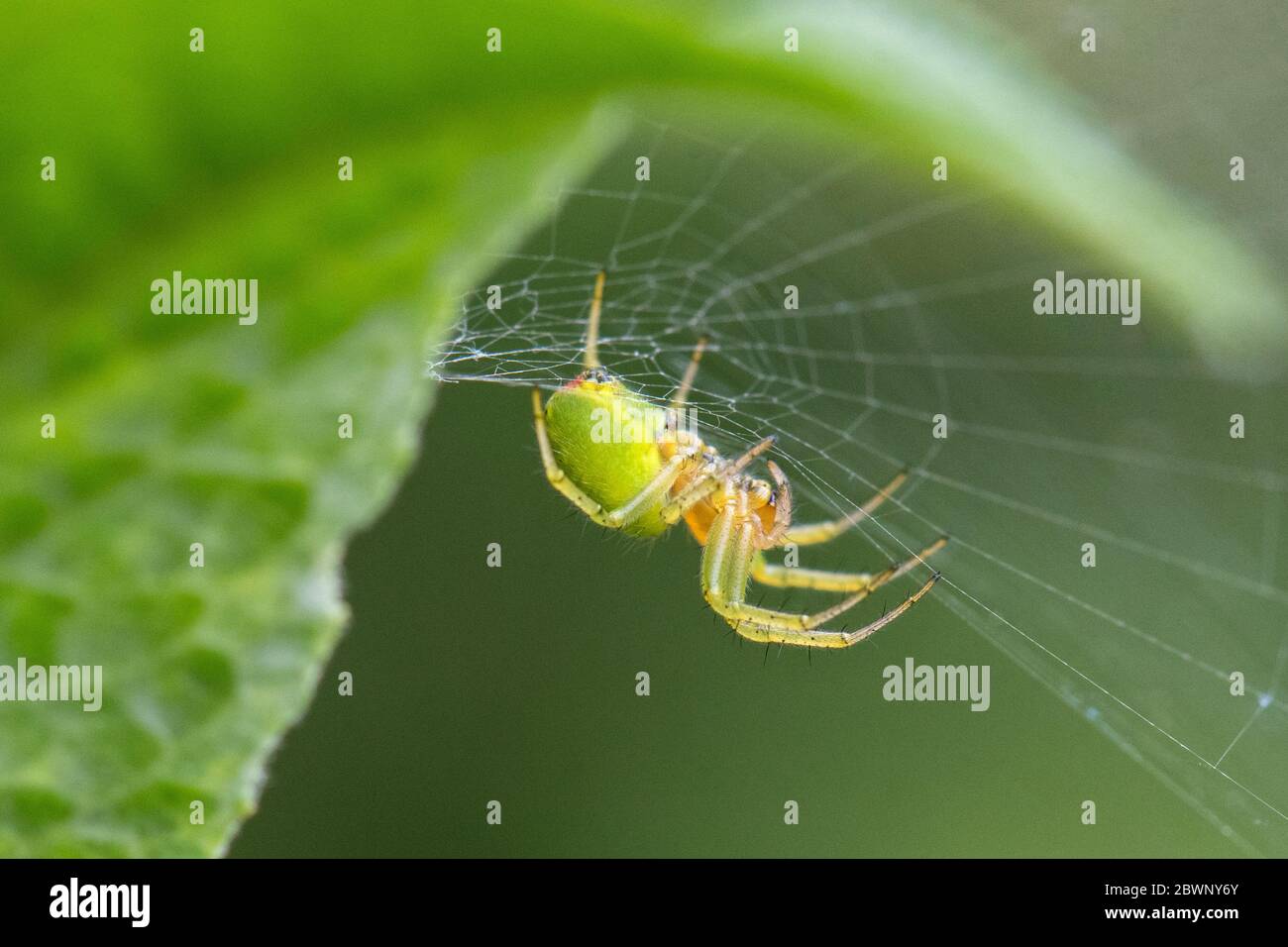Araignée verte de concombre dans son toile tissée sur une feuille de bourgedleja - Araniella cucurbitina - Écosse, Royaume-Uni Banque D'Images