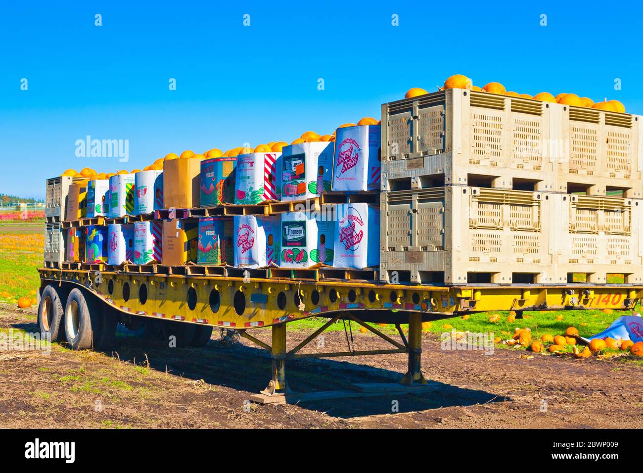Citrouilles récoltées en attente de transport par camion en Colombie-Britannique Banque D'Images