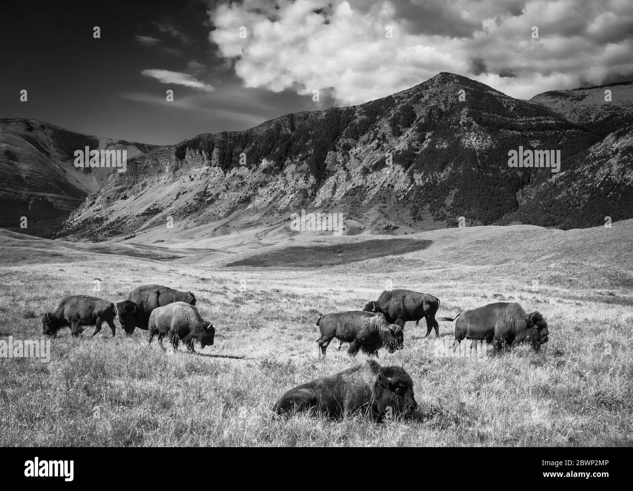 image horizontale en noir et blanc d'un troupeau de buffles qui se balade et qui broutage dans les plaines à côté des montagnes Banque D'Images