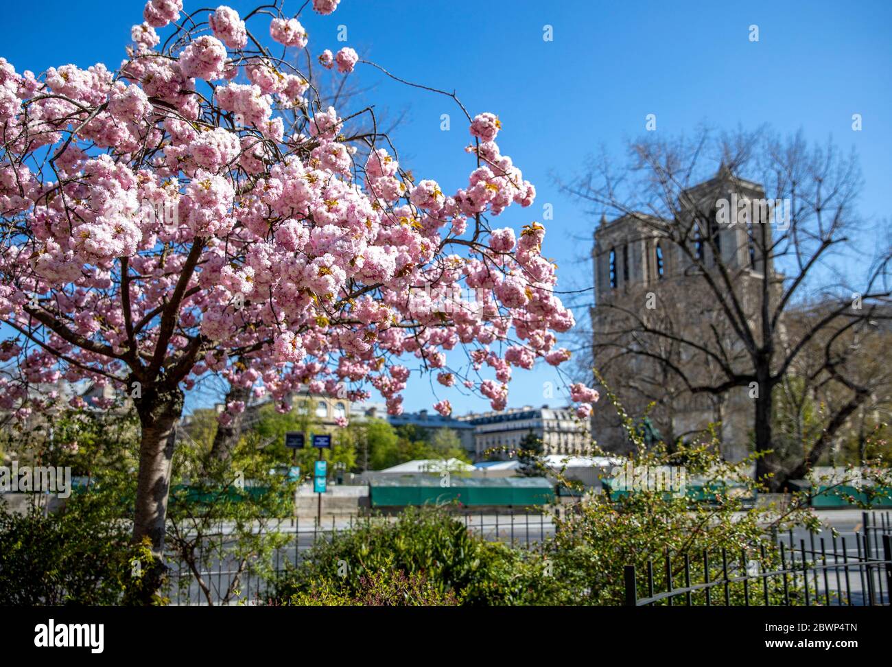 Paris, France - 1er avril 2020 : cerisiers en fleurs et cathédrale notre Dame en arrière-plan à Paris, France Banque D'Images