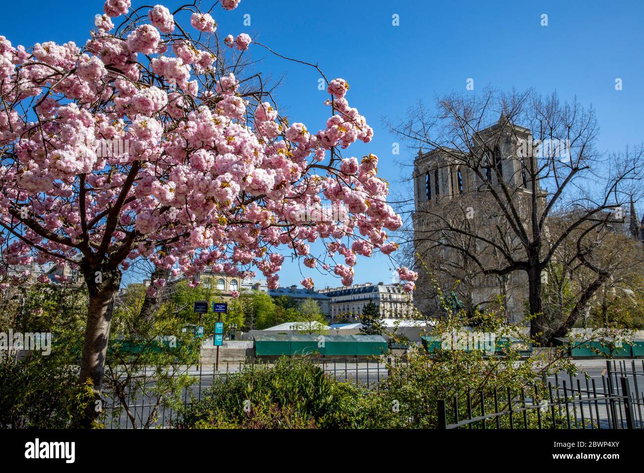 Paris, France - 1er avril 2020 : cerisiers en fleurs et cathédrale notre Dame en arrière-plan à Paris, France Banque D'Images