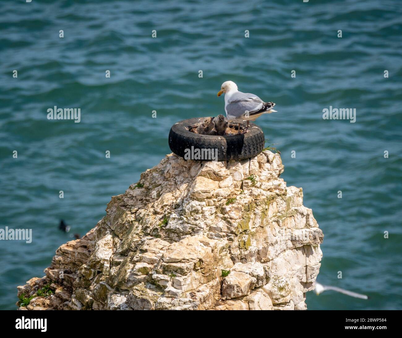 Mouette avec poussins en nid, en vieux pneu sur les falaises de la réserve naturelle de Flamborough, Royaume-Uni. Banque D'Images