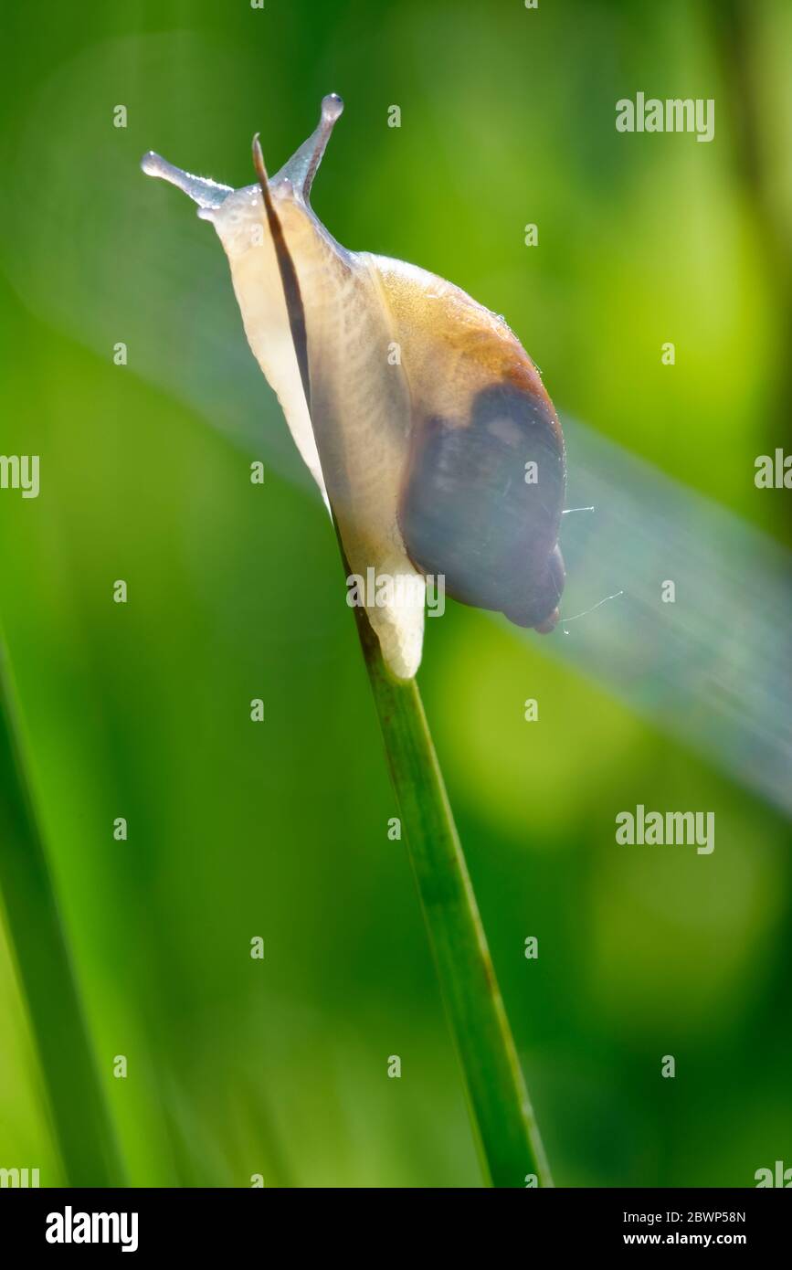 Escargot ambrée commune - Succinea putris Backlite sur tige de Rush Banque D'Images