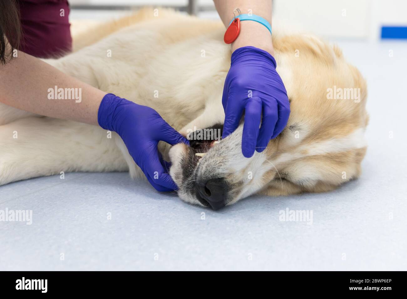 Gros plan d'un vétérinaire vérifie les dents et les gencives d'un chien berger d'asie centrale. Chien sous examen médical. Vétérinaire effectuant une procédure d'inspection orale. P Banque D'Images