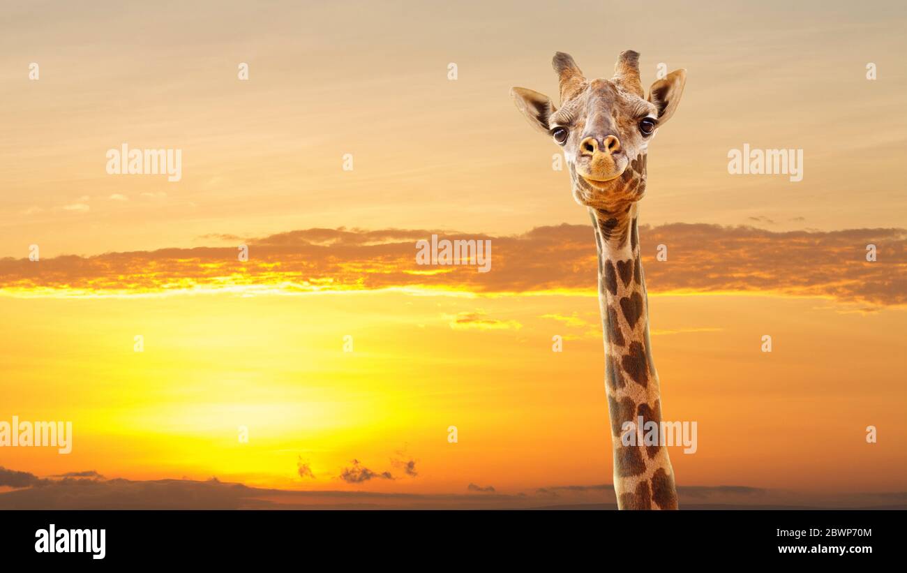 Girafe en gros plan avec des spots en forme de cœur et le lever ou le coucher du soleil d'Afrique dorée. Concept d'Afrique de l'amour. Banque D'Images
