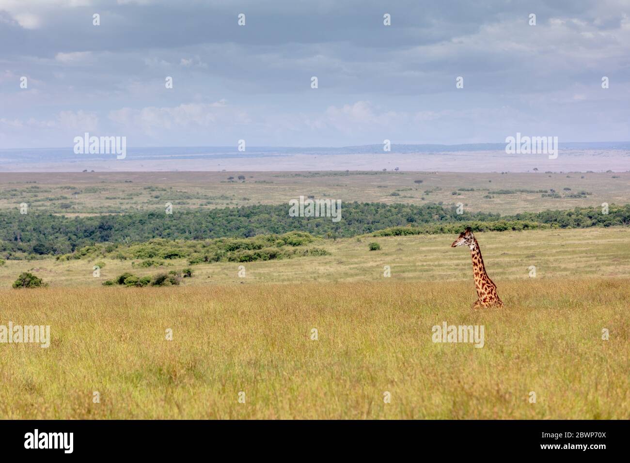 Tête et cou de la girafe Masai couchée dans la haute herbe de la Mara Masai au Kenya, en Afrique Banque D'Images