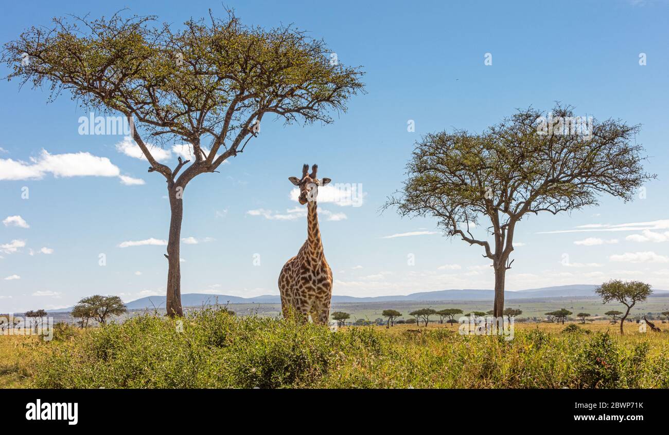Girafe debout dans le domaine des Acacia dans le Mara Triangle Conservancy au Kenya en Afrique Banque D'Images