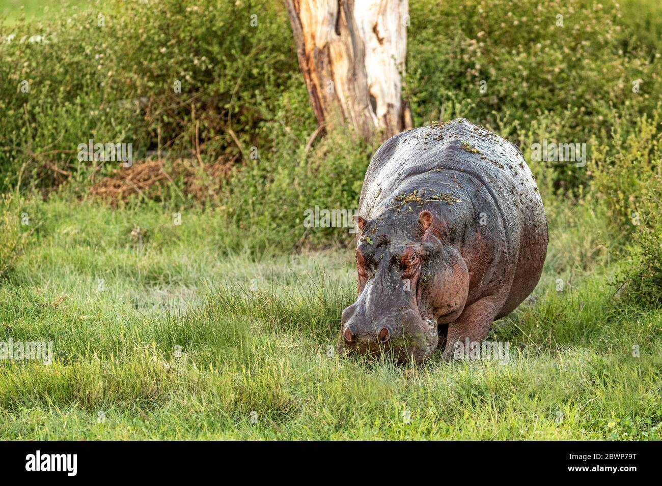 Grand hippopotame affamé paître sur l'herbe dans la région de Masai Mara, Kenya Afrique Banque D'Images