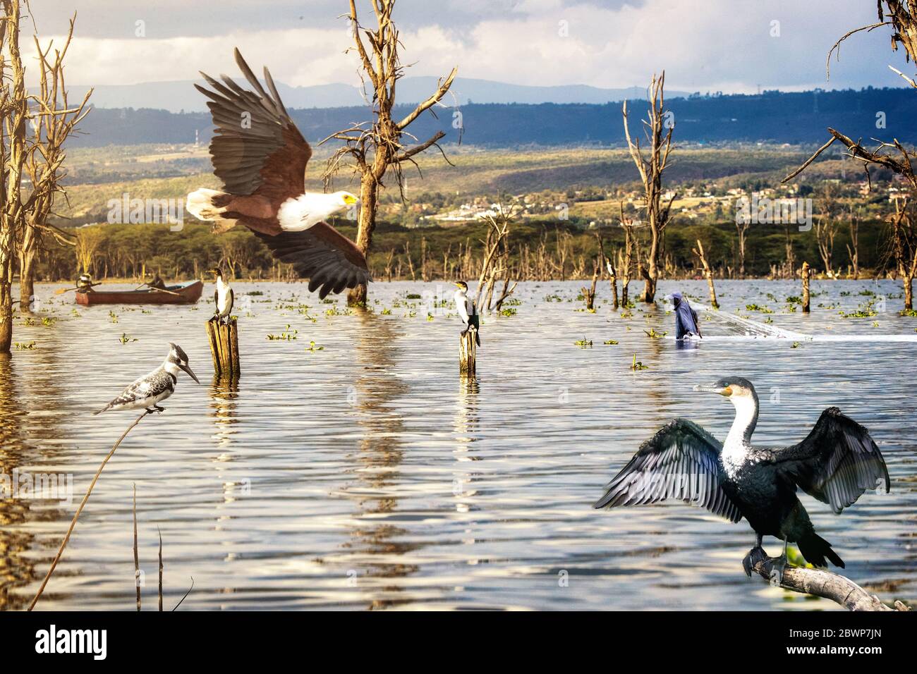 Scène de divers oiseaux sauvages africains volant autour du lac Naivasha au Kenya, en Afrique avec des bateaux et des pêcheurs Banque D'Images