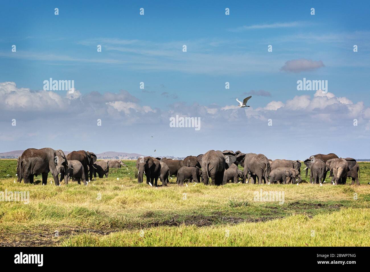 Un grand troupeau d'éléphants africains paître sur l'herbe sur le paysage ouvert d'Amboseli, Kenya Afrique Banque D'Images