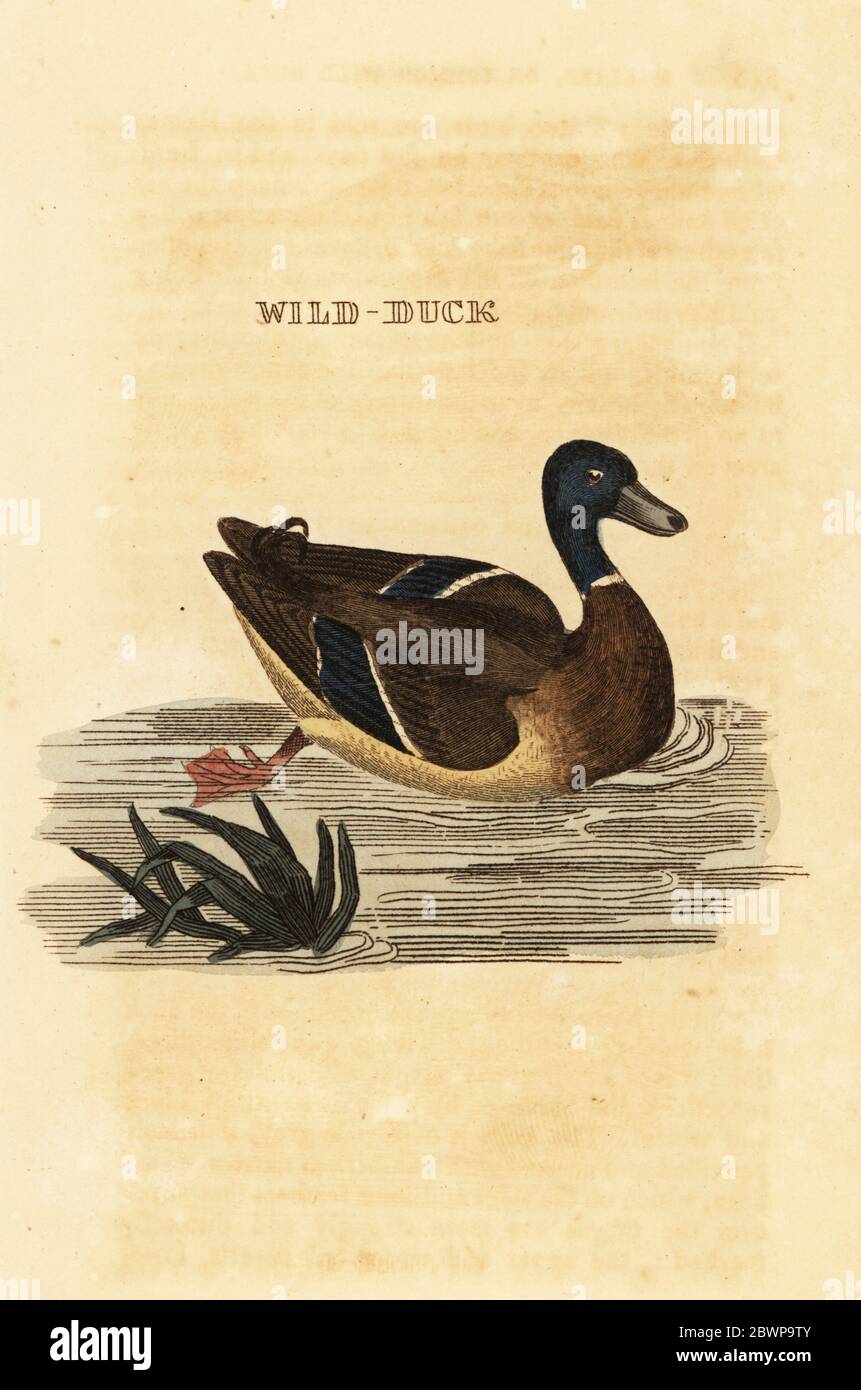 Mallard, Anas platyrhynchos. Canard sauvage. Gravure sur blocs de bois de couleur main, d'après une illustration d'Edward Donovan de l'Histoire naturelle des oiseaux, publiée par Brily and Childs, Bungay, Suffolk, 1815. Charles a créé une fonderie d'impression et de stéréotype à Bungay en 1795 et est entré en partenariat avec l'imprimeur radical non conformiste John Firby Childs en 1808. Banque D'Images
