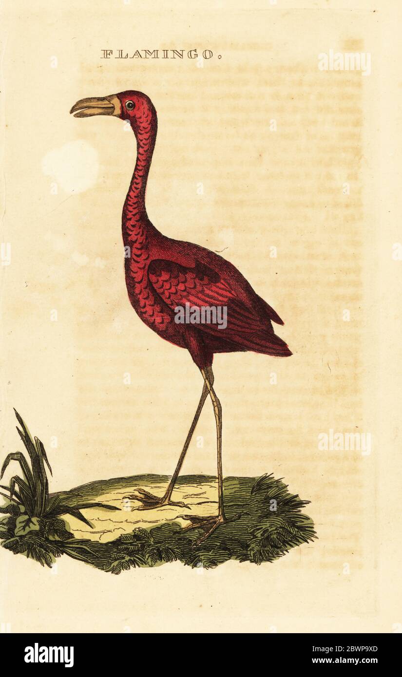 Flamants d'Amérique, Phénicopterus ruber. Flamingo. Gravure sur blocs de bois de couleur main, d'après une illustration de l'Histoire naturelle des oiseaux, publiée par Brily and Childs, Bungay, Suffolk, 1815. Charles a créé une fonderie d'impression et de stéréotype à Bungay en 1795 et est entré en partenariat avec l'imprimeur radical non conformiste John Firby Childs en 1808. Banque D'Images