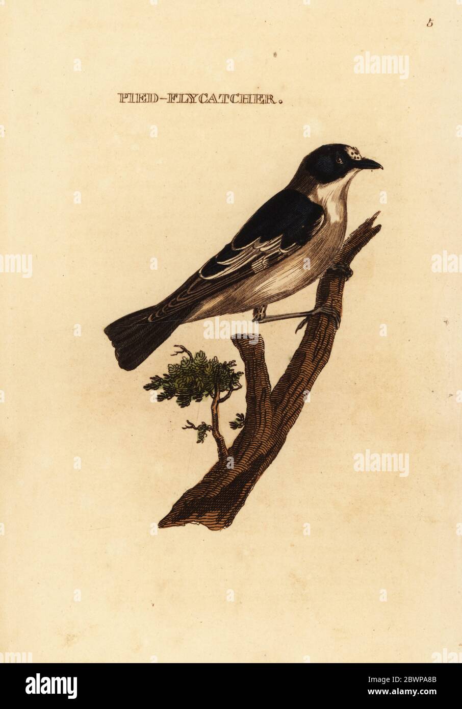 Mouche-chat pied européen, Ficedula hypoleuca. Pied flycatcher. Gravure sur blocs de bois de couleur main, d'après une illustration d'Edward Donovan de l'Histoire naturelle des oiseaux, publiée par Brily and Childs, Bungay, Suffolk, 1815. Charles a créé une fonderie d'impression et de stéréotype à Bungay en 1795 et est entré en partenariat avec l'imprimeur radical non conformiste John Firby Childs en 1808. Banque D'Images