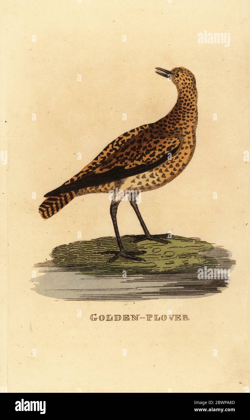 Treuille dorée européenne, Pluvialis abricot. Pluvier doré. Gravure sur blocs de bois de couleur main, d'après une illustration d'Edward Donovan de l'Histoire naturelle des oiseaux, publiée par Brily and Childs, Bungay, Suffolk, 1815. Charles a créé une fonderie d'impression et de stéréotype à Bungay en 1795 et est entré en partenariat avec l'imprimeur radical non conformiste John Firby Childs en 1808. Banque D'Images