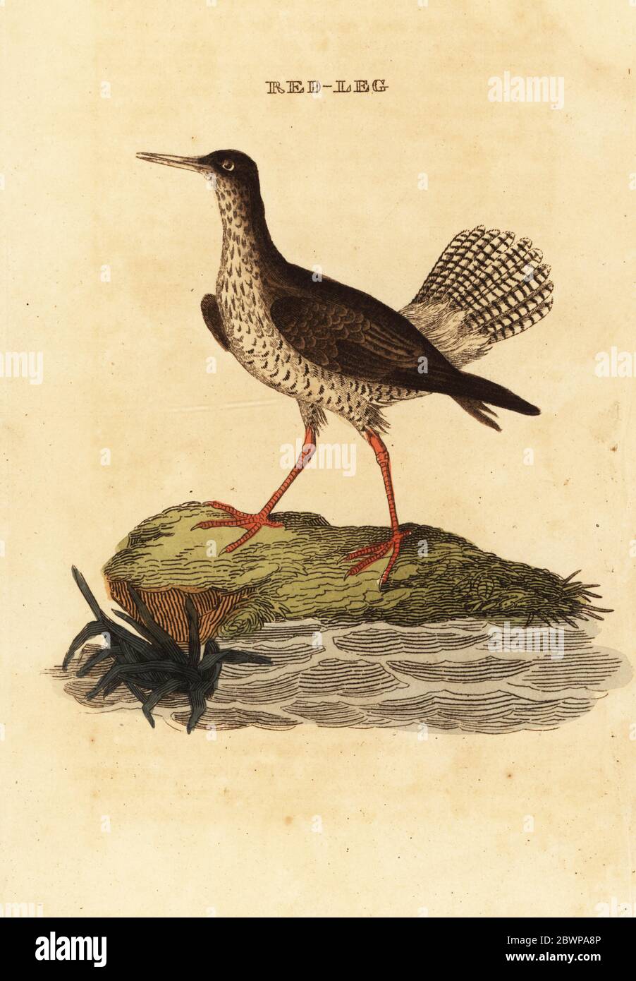 Queue rouge, Tringa totanus. Jambe rouge. Gravure sur blocs de bois de couleur main, d'après une illustration d'Edward Donovan de l'Histoire naturelle des oiseaux, publiée par Brily and Childs, Bungay, Suffolk, 1815. Charles a créé une fonderie d'impression et de stéréotype à Bungay en 1795 et est entré en partenariat avec l'imprimeur radical non conformiste John Firby Childs en 1808. Banque D'Images