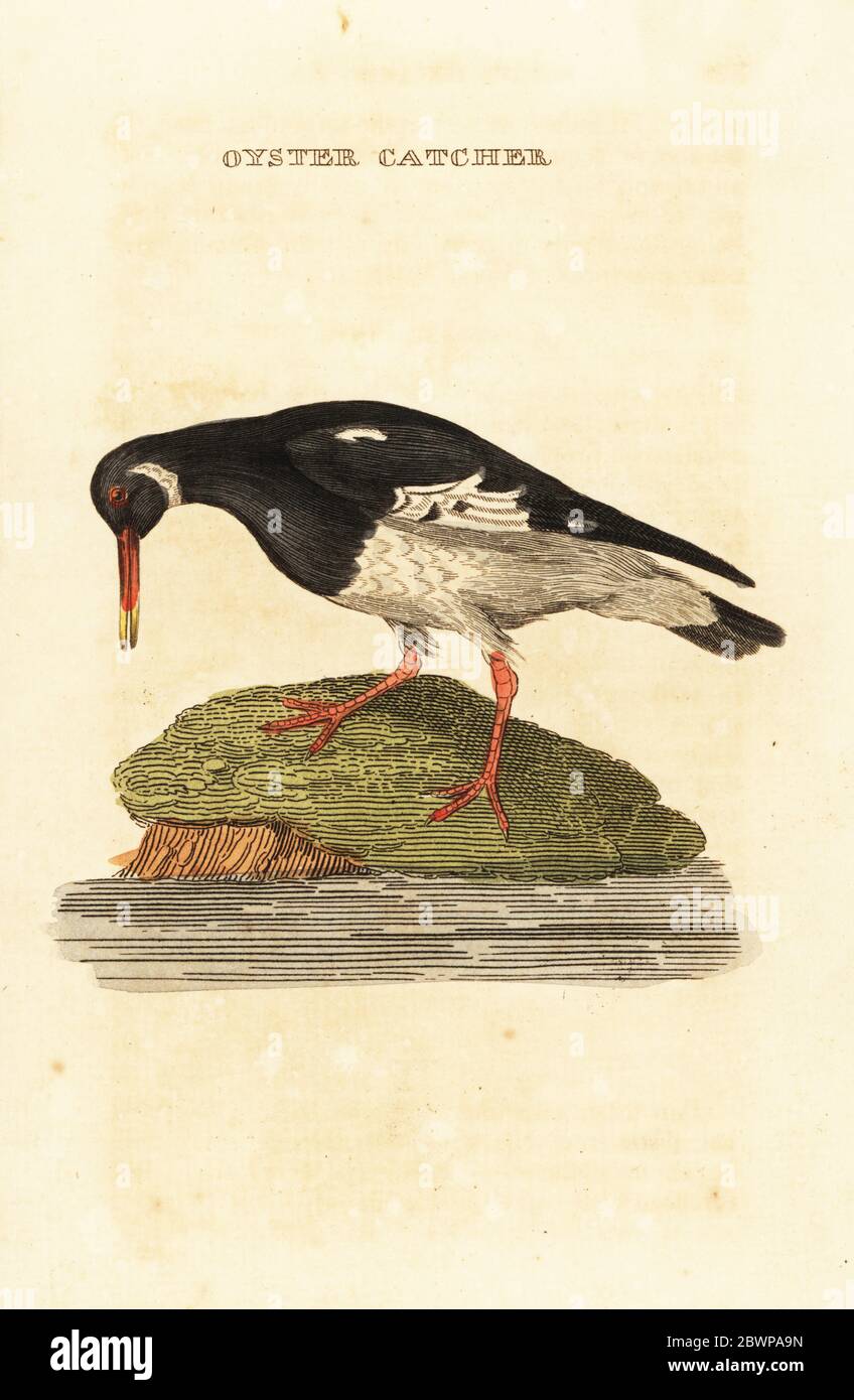 Oystercatcher eurasien, Haematopus ostralegus. Cacheron d'huîtres. Gravure sur blocs de bois de couleur main, d'après une illustration d'Edward Donovan de l'Histoire naturelle des oiseaux, publiée par Brily and Childs, Bungay, Suffolk, 1815. Charles a créé une fonderie d'impression et de stéréotype à Bungay en 1795 et est entré en partenariat avec l'imprimeur radical non conformiste John Firby Childs en 1808. Banque D'Images