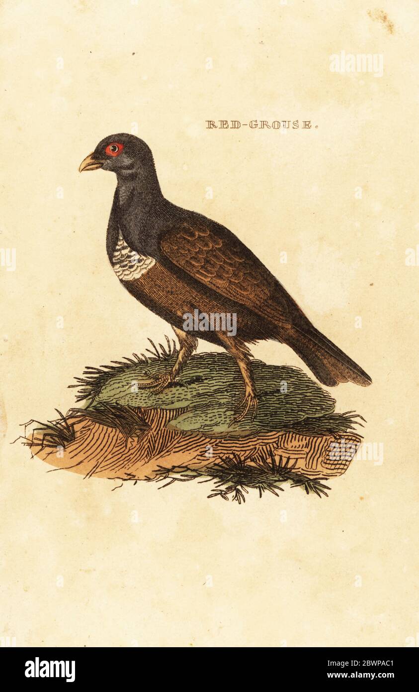 Tétras rouge, Lagopus lagopus scotica. Tétras. Gravure sur blocs de bois de couleur main de l'Histoire naturelle des oiseaux, publiée par Brily and Childs, Bungay, Suffolk, 1815. Charles a créé une fonderie d'impression et de stéréotype à Bungay en 1795 et est entré en partenariat avec l'imprimeur radical non conformiste John Firby Childs en 1808. Banque D'Images